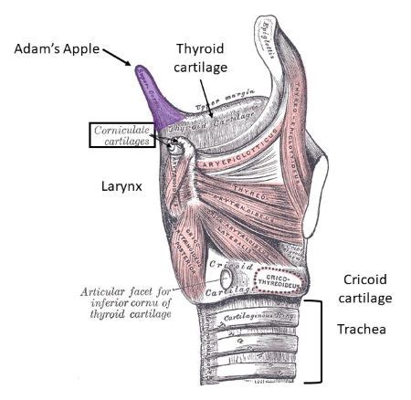 The "Adam's Apple" is a lay term for the: a) thyroid cartilage b ...