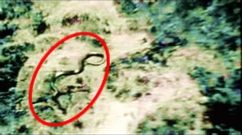 100 FOOT SNAKE TAKEN IN THE CONGO | Snake, Ufo, Congo