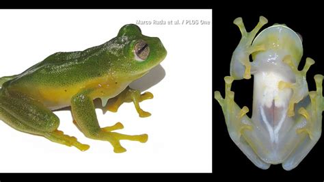 'Glass frog': Newly discovered frog species has see-through belly ...