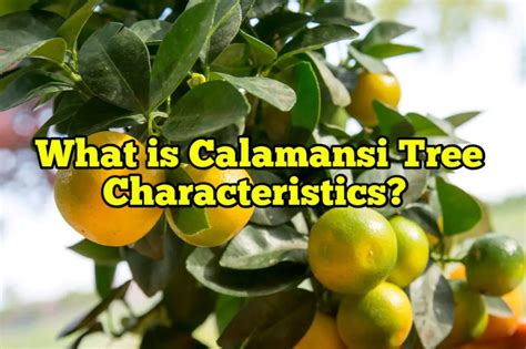 What is Calamansi Tree Characteristics?