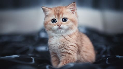 Cute Kitten 4k Wallpaper,HD Animals Wallpapers,4k Wallpapers,Images ...