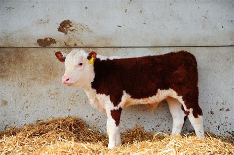 #Polled Hereford #Fabbherd | Hereford cattle, Cattle, Hereford