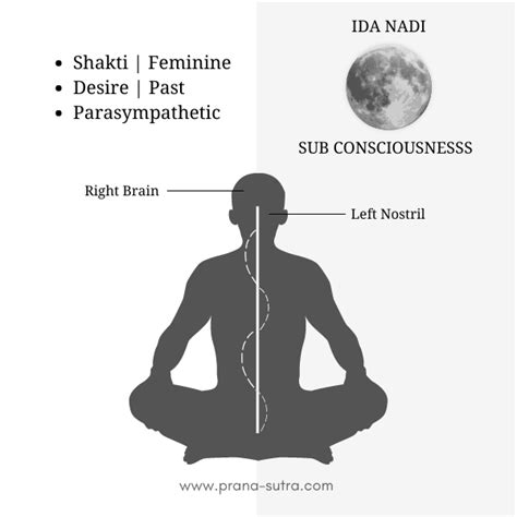 Ida, Pingala, Sushumna - Three Main Nadis in Yoga