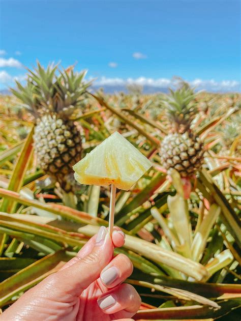 Maui Pineapple Tour: The Best Pineapple Farm Tour in Maui — Piña Colada ...