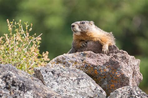 Yellow-bellied Marmot (Marmota flaviventris) - Jewel Cave National ...