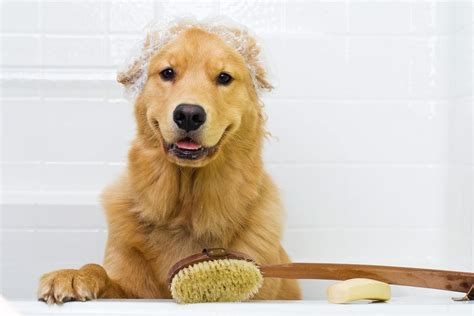 ¿Qué fases incluye el grooming canino? | Animal´s Center