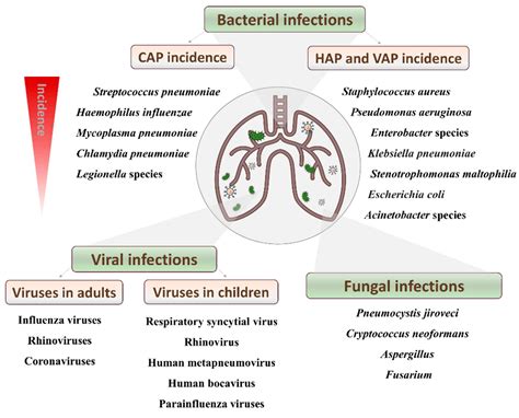 Streptococcus Pneumoniae Culture