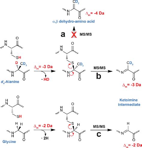 Proposed mechanism for C a -thioether bond breakage during LC-MS/MS ...