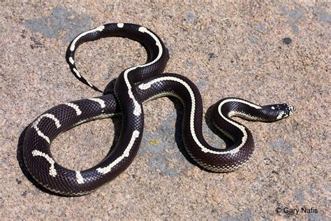 The King of Snakes - Cabrillo National Monument (U.S. National Park ...