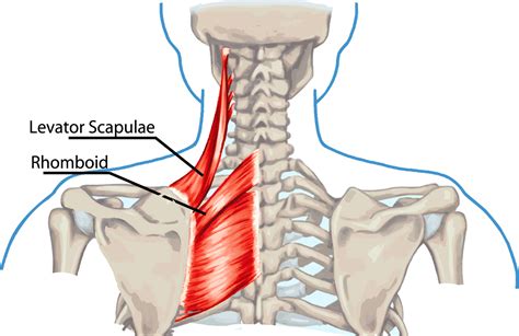 Diagram Of Shoulder Pain - Cervical spondylosis means Neck Joint ...