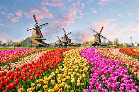 Tulips & Windmills Cruise - smarTours