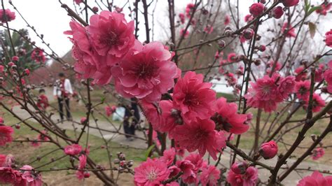 beauty in nature, bunch of flowers, peach blossom, cherry blossom ...