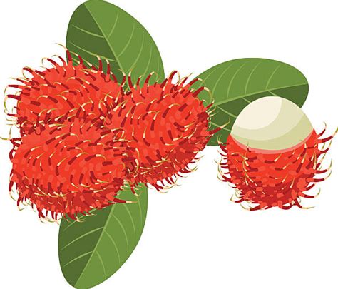 Rambutan Clip Art, Vector Images & Illustrations - iStock