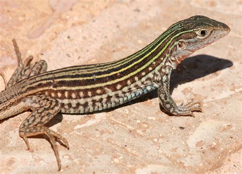 Desert Grassland Whiptail Lizard Facts and Pictures