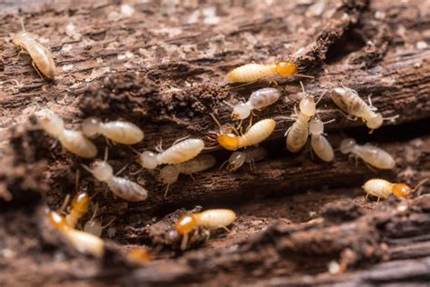 How to Identify Drywood Termite Sign and Prevent Them