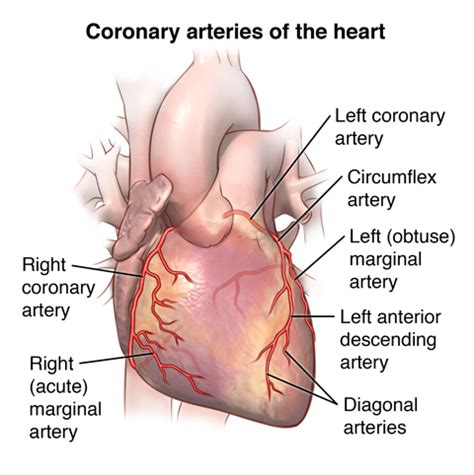 Anatomy and Function of the Coronary Arteries | Johns Hopkins Medicine