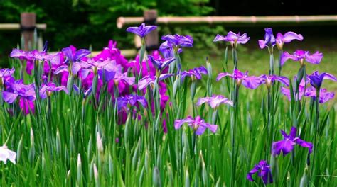 Ultimate Guide to the Iris Flower (Meaning & Symbolism) - Petal Republic