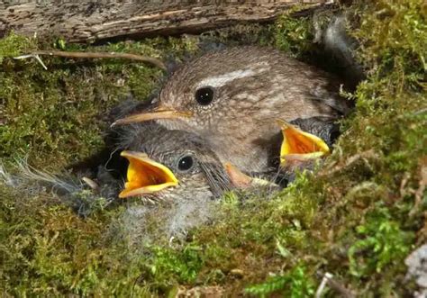 Wren Nesting Habits and Behavior