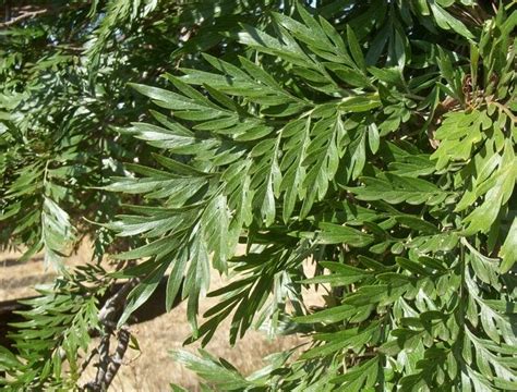 Grevillea robusta Profile – California Invasive Plant Council