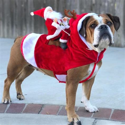 DOG CHRISTMAS COSTUME – Itvalore