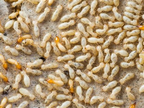 Is Tentless Termite Treatment Effective?