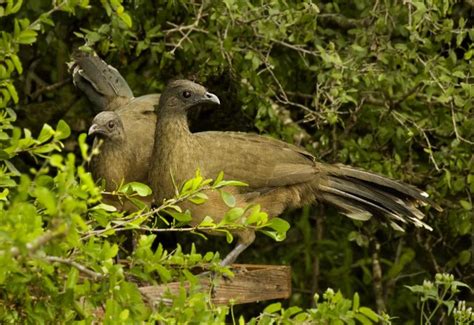 Plain Chachalaca - Owen Deutsch Photography