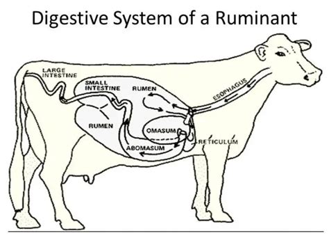 How Many Stomachs Does A Cow Have? - Sand Creek Farm