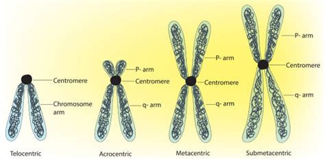 Structure Functions and Types of centromere Quiz | Attempts: 84 ...