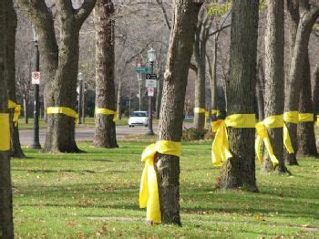 Mark's Urban Forest: Veteran's Day and Tying a Yellow Ribbon Around An ...