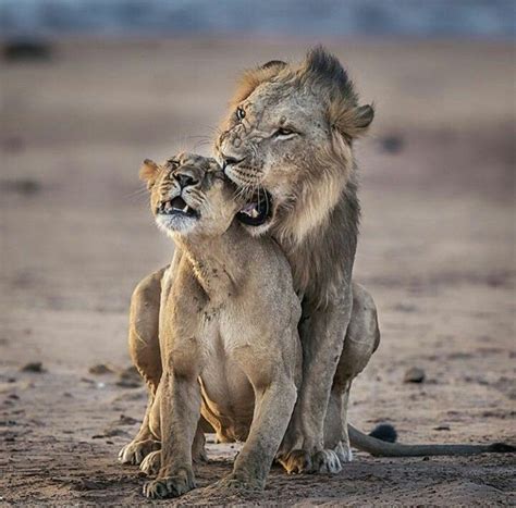 Lions couple