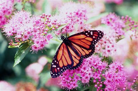 Conserving Monarch Butterflies and their Habitats | USDA