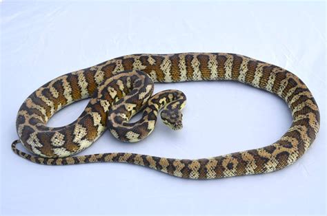 Albino Darwin Carpet Python Care Sheet | www.cintronbeveragegroup.com