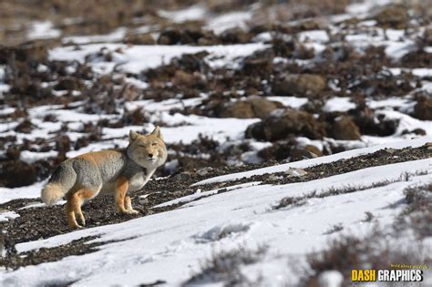 Tibetan Sand Fox l Remarkable Face - Our Breathing Planet