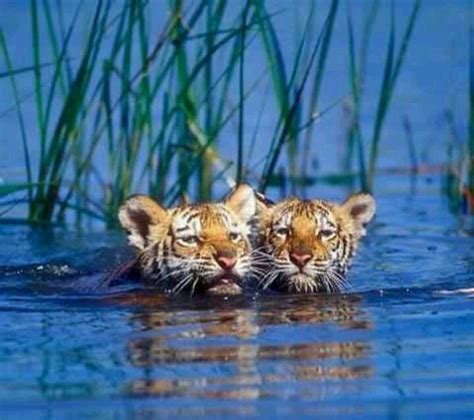 Tiger cubs swimming from Wild for Wildlife and Nature on Facebook | 야생 ...