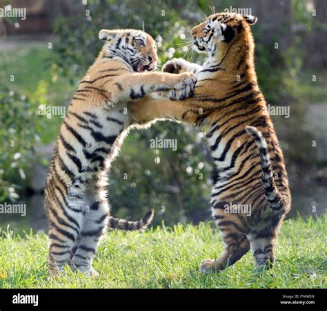 Two Amur tiger cubs playing in the sunlight at the Calgary Zoo in ...