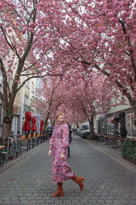 CHERRY BLOSSOMS IN BONN – The Twirling Traveler