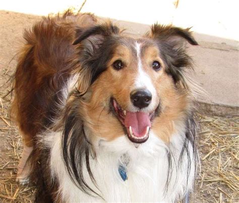 Michigan Sheltie Rescue - Info