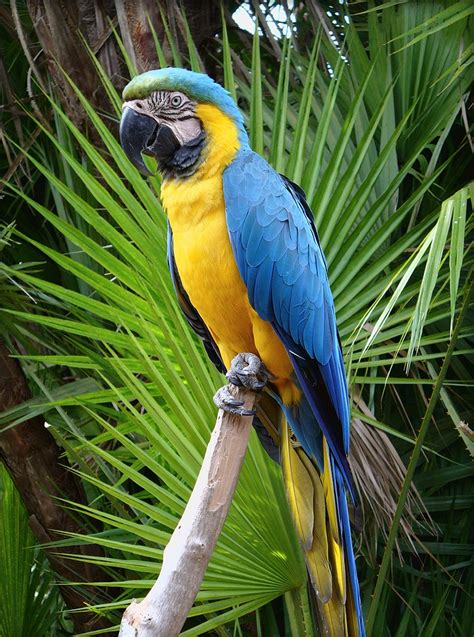 Blue and Gold Macaw Facts, Care as Pets, Price, Pictures | Singing ...