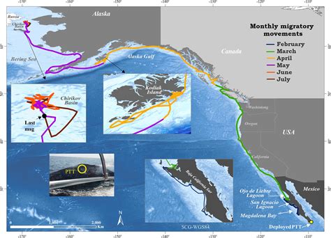 Whale Migration Oregon Coast 2024 - Camila Mathilde