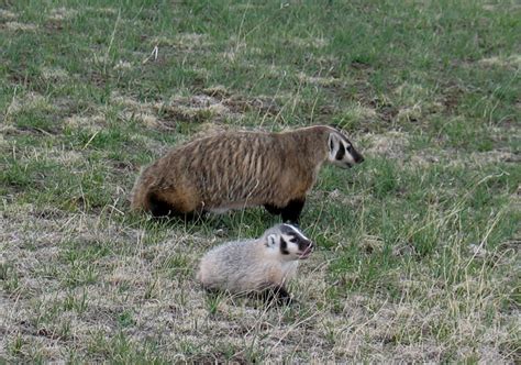 American Badger - Taxidea taxus | Wildlife Journal Junior