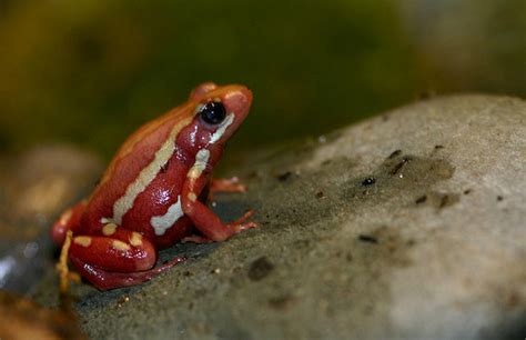 phantasmal poison frog | Amphibian Rescue and Conservation Project