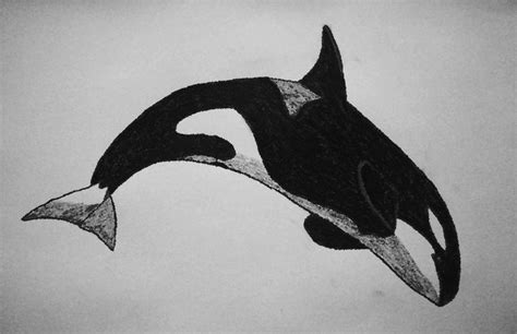 Whale sketches | Orca drawing by ~Amersss on deviantART | Orca tattoo ...