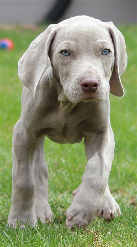 Weimaraner puppies, Baby animals, Puppies and kitties