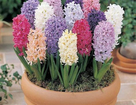 How to grow Hyacinths | Thompson & Morgan