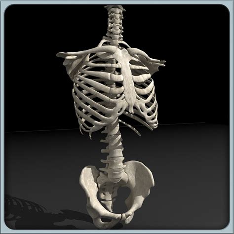 Torso Skeletal Anatomy