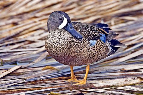 Blue-winged Teal "Anas discors" | Boreal Songbird Initiative