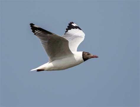 Brown-headed Gull Chroicocephalus brunnicephalus – Birds of Kuwait ...