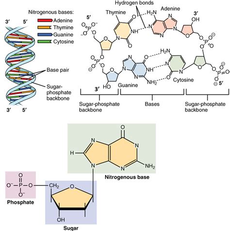 Describe the Three Structural Components of an Rna Nucleotide Monomer.