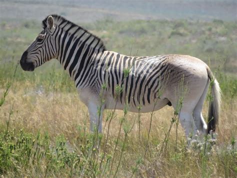 Quagga-Like Animals Auctioned for Top Dollar, confirming the SA Game ...