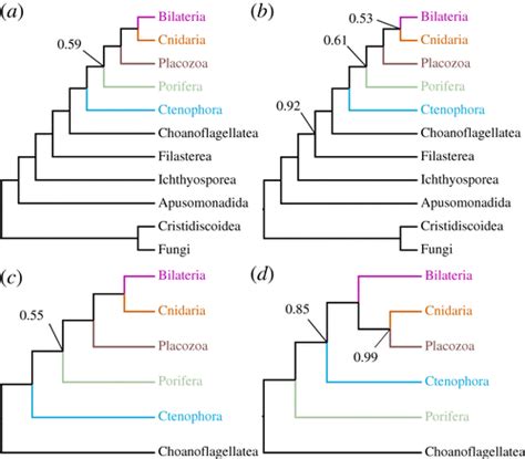 Simple Phylogenetic Tree Of All Animals